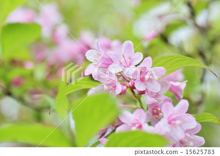 Utagi Utagi 15625783