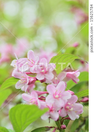 Weigela 15625784