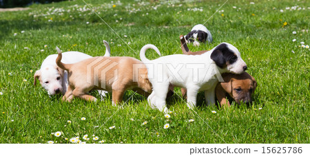Mixed-breed cute little puppies on grass. 15625786