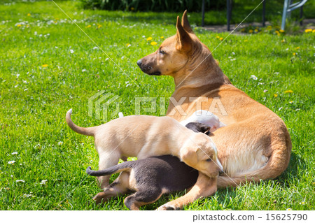 Mixed-breed cute little dog family. 15625790
