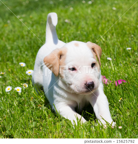Mixed-breed cute little puppy on grass. 15625792