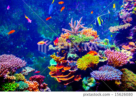 Singapore aquarium 15626080