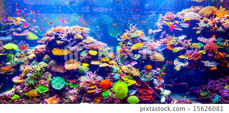 Coral Reef and Tropical Fish 15626081