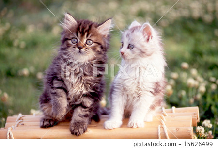 可愛的小貓 可愛的小貓 15626499