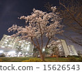 Cherry blossoms in the apartment house 1 15626543