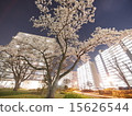 Cherry blossoms of apartment house 2 15626544