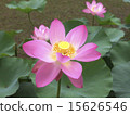 Early summer flower lotus 1 15626546