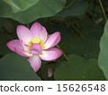 Early summer flower lotus 3 15626548