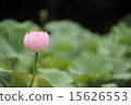 Early summer flower lotus 5 15626553