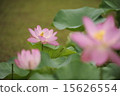 Early summer flower lotus 6 15626554