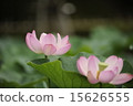 Early summer flower lotus 7 15626555