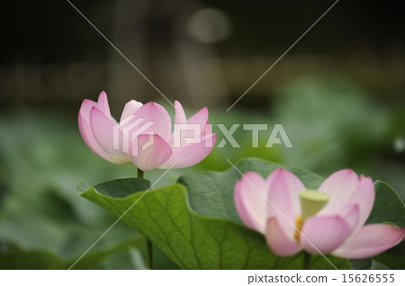 Early summer flower lotus 7 15626555