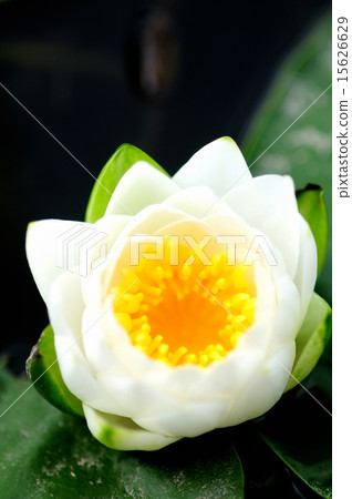 Water lily in the Katsushigei Mizumoto park in Tokyo 15626629