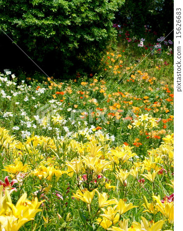 Lilies in full bloom (sleeping garden) 15626683