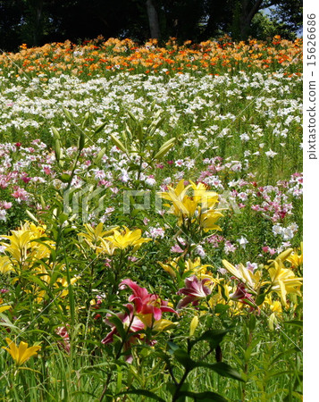 盛開的百合花（睡眠花園） 15626686