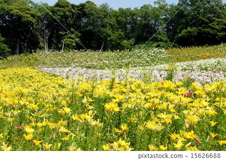 盛開的百合花（睡眠花園） 15626688