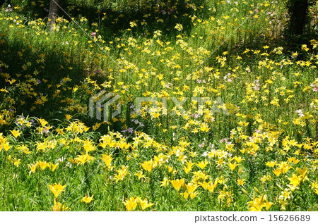 盛開的百合花(睡眠花園) 盛開的百合花(睡眠花園) 15626689