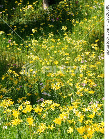 Lilies in full bloom (sleeping garden) 15626690