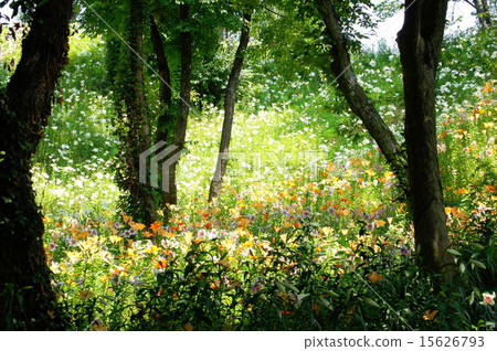 百合花盛開在陽光下的陽光（睡蓮花園） 15626793