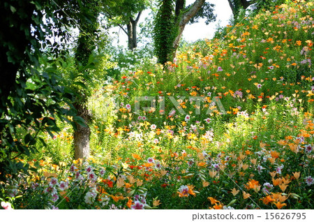 Lilium blooming on the slope of sunbeams through the sun (Sleeping lily garden) 15626795