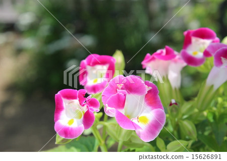 Pink torenia 15626891