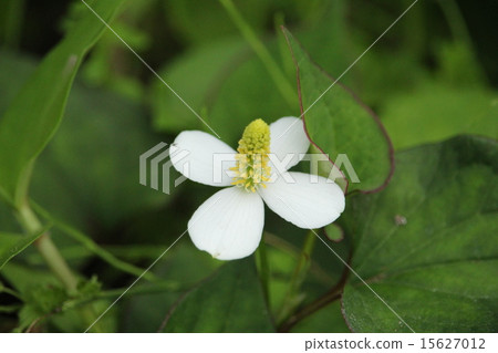 Dokudami花 Dokudami花 15627012