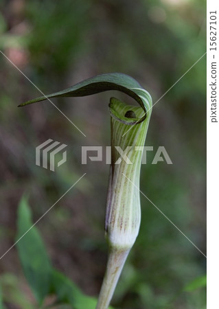 Mamshitsa 15627101
