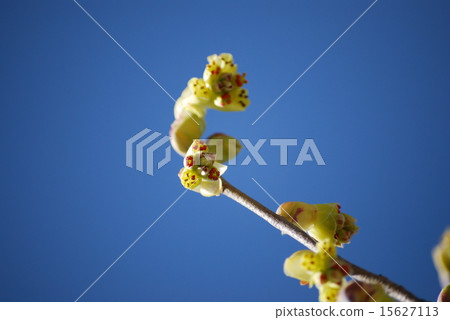 Toshi sickle Toshi sickle 15627113