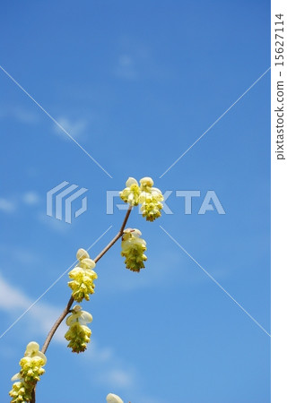 Toshi sickle 15627114