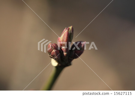It is a natural plant Mayu Mi, winter bud in mid February. Fruit remained until this time until now ... It is a natural plant Mayu Mi, winter bud in mid February. Fruit remained until this time until now ... 15627115