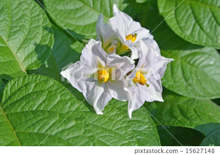 Potato flowers 15627148