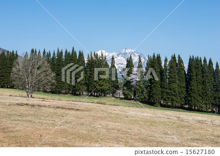 Cherry-blooming Kurohime Highland Pasture and Mt. Myoko 15627180