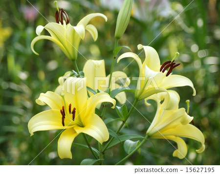 百合黃百合（睡覺百合天堂） 15627195