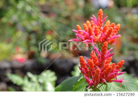 Aphelandra·Thinkura Ilana花 Aphelandra·Thinkura Ilana花 15627290