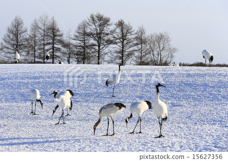 Cranberries 15627356