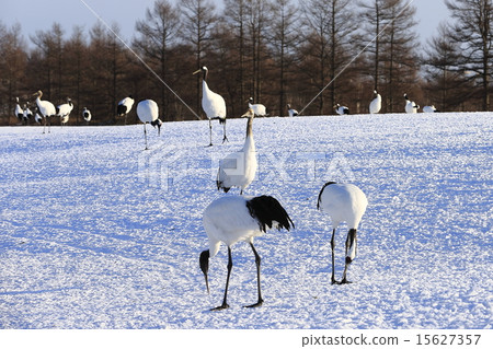 Cranberries 15627357