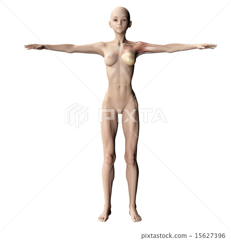 Muscle specimen perming 3DCG illustration material 15627396
