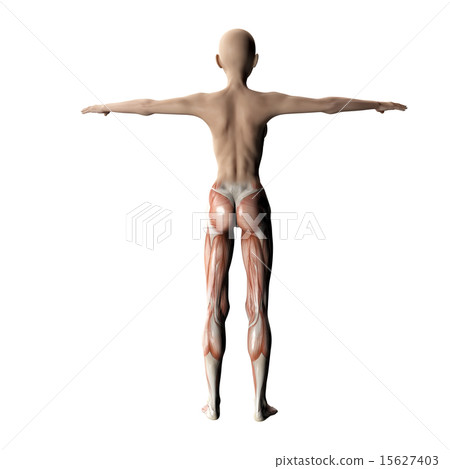 在塑造3DCG例證材料後的肌肉標本 在塑造3DCG例證材料後的肌肉標本 15627403