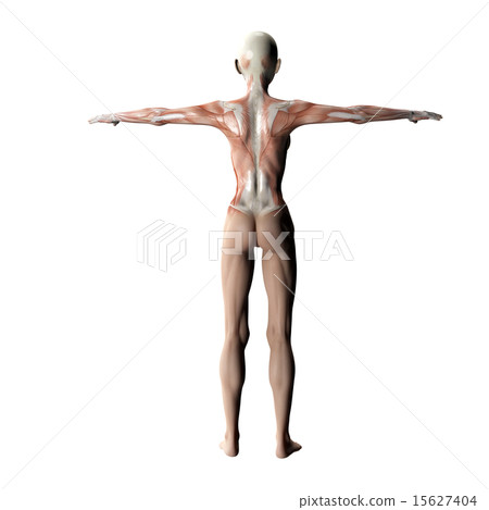 在塑造3DCG例證材料後的肌肉標本 在塑造3DCG例證材料後的肌肉標本 15627404