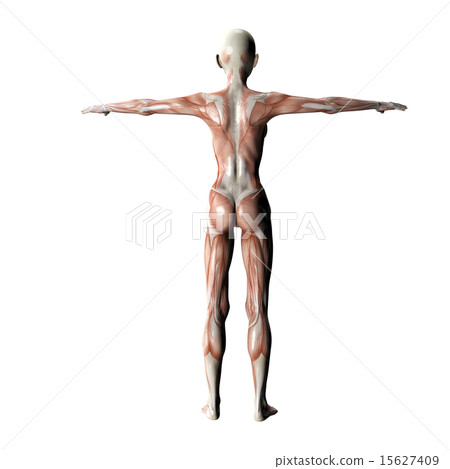 在塑造3DCG例證材料後的肌肉標本 在塑造3DCG例證材料後的肌肉標本 15627409