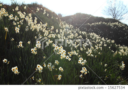 Nenzen no Oka 15627534