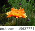 Gerbera 15627775