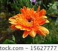 Gerbera 15627777