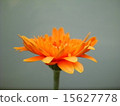 Gerbera 15627778