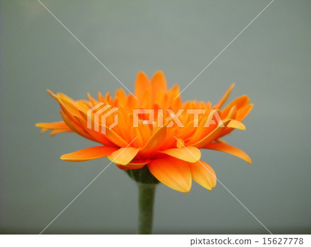 雛菊 雛菊 15627778