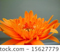 Gerbera 15627779