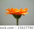 Gerbera 15627780