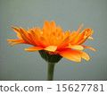 Gerbera 15627781