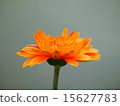 Gerbera 15627783