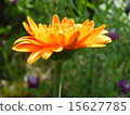 Gerbera 15627785